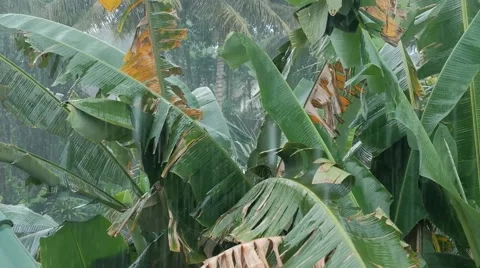 Gentle rain falling on leaves with blurry background Stock Footage 139677200