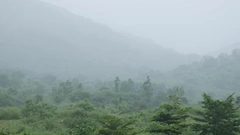 Gentle rain falls over vibrant green jungle, fog weaving through trees and Stock Footage 324625372