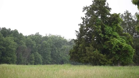 Gentle rain field tree line Stock Footage 76231732