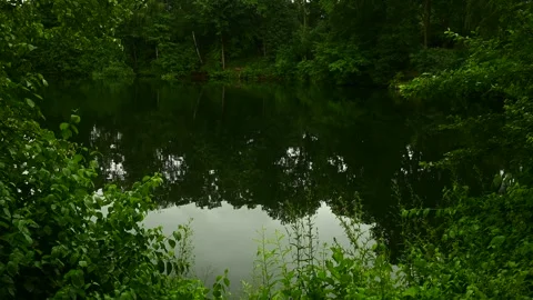 Gentle Rain on Forest, Pond in the Forest Stock Footage 248474674