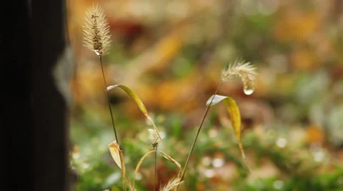 Gentle rain on grass Stock Footage 35654470