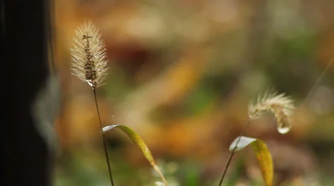 Gentle rain on grass II 動画素材 35654454