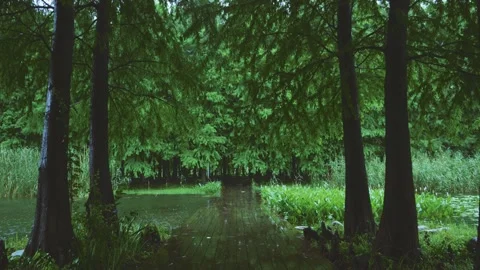 Gentle Rain in Lush Green Forest Path Stock Footage 335079178