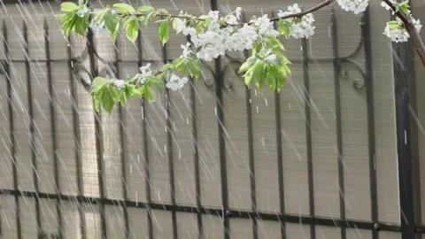A Gentle Rain is Softly Falling on the Beautiful Blooming Tree Branches Near a Vídeos de archivo 326624765