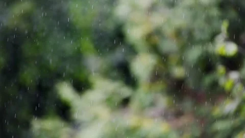 Gentle rain softly falling over lush green foliage in natural outdoor setting Stock Footage 344339460