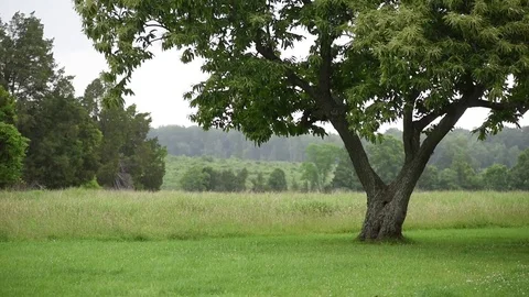 Gentle rain tree and field Stock Footage 76231726