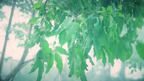 Gentle rainfall falling on lush green tree leaves in a peaceful forest setting Stock Footage 342326147