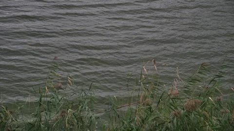 Gentle ripples on the calm lake surface and green reeds at the water's edge Stock Footage 346407644