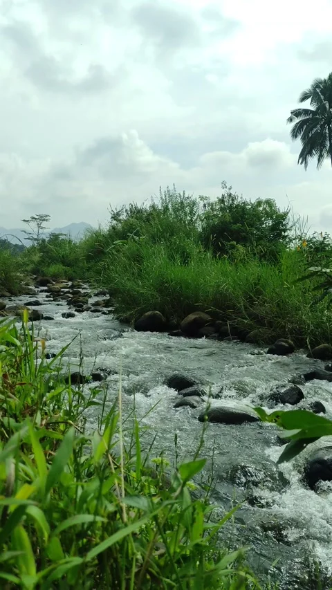 Gentle Ripples on a Clear Tropical Stream with Rocky Riverbed Stock Footage 334765345