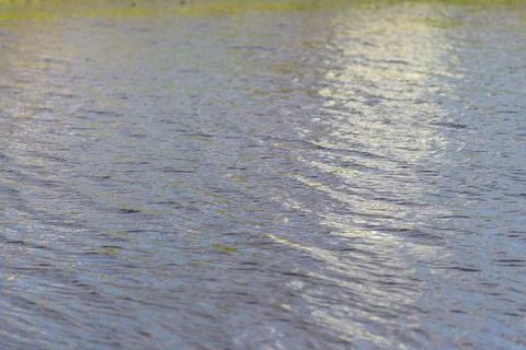 Gentle ripples dance on the surface of calm water at golden hour, capturing.. Stock Photos