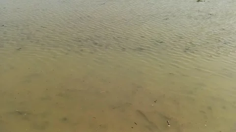 Gentle ripples form on muddy water covering a flooded paddy field 库存影片 345808375