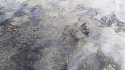 Gentle ripples in a pond Stock Footage 244003946