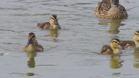Gentle ripples ripple across the water's surface. Ducklings paddle with playful Vídeo Stock 342653768