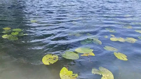 "Gentle ripples on water surface with lily pads and subtle movement" Stock Footage 338393367