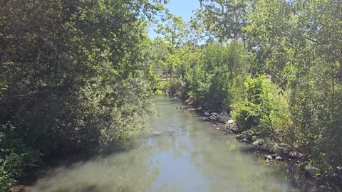 Gentle River Ducks Trees Video stock 246873280