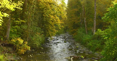 Gentle river during autumn Video stock 162693689