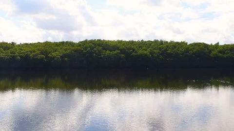 Gentle river in the everglades Stock Footage 108519555