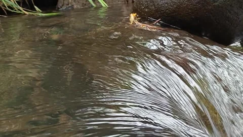 Gentle River Flow with Clear Water in Natural Outdoor Environment Stock Footage 330524257