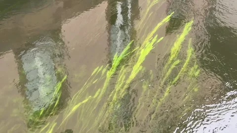 Gentle river flow with green algae and reflections of a house facade with a.. Stock Footage 330058329