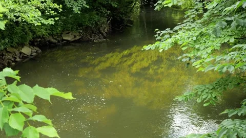 Gentle river flowing through a lush green forest Stock-Footage 337733877