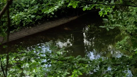 Gentle river flowing through lush green forest Stock Footage 337735956