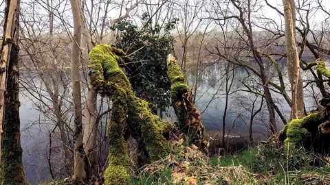 Gentle River Flowing Through Protected Park Framed by Trees Video stock 329647950