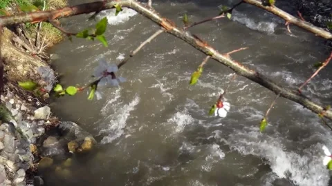 A gentle river flows through a green forest the scene, stock footage. Stock Footage 304784472