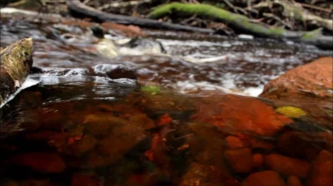 Gentle River Rapids beside Devil's Pulpit filmed at Finnich Glen 스톡 동영상 56305579