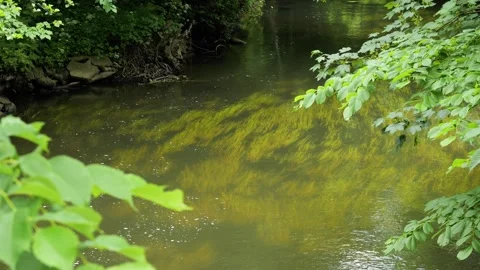 Gentle river stream flowing through lush green forest Stock-Footage 337734196