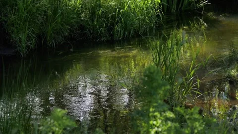Gentle river stream flowing through green grass Stock-Footage 337736680