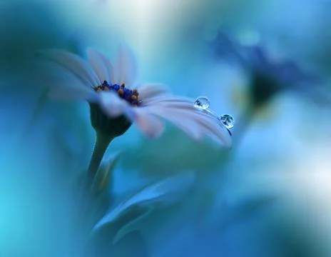 Gentle romantic artistic image.Close up.Art Photography.Love. Stock Photos
