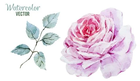 Gentle roses Stock Illustration