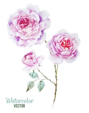 Gentle roses Stock Illustration