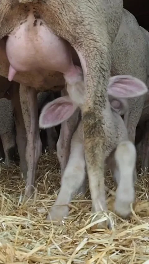 Gentle Scene Of Lamb Suckling In Barn, Peaceful Moment Of Lamb Feeding In Strawf Stock Footage 328485312