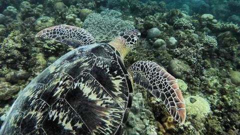 A Gentle Sea Turtle Flying Through The Beautiful Clear Waters Over Corals Stock Footage 121404233
