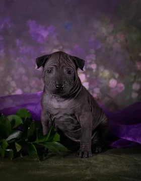 Gentle Shadows Stock-Fotos