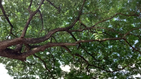 Gentle shimmering light reflected onto underside of tree bough from water below Stock Footage 222967616