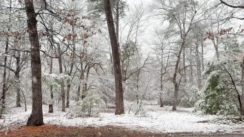 Gentle, Slow moving snowflakes fall among forest trees and growth Stockbeeldmateriaal 334802713