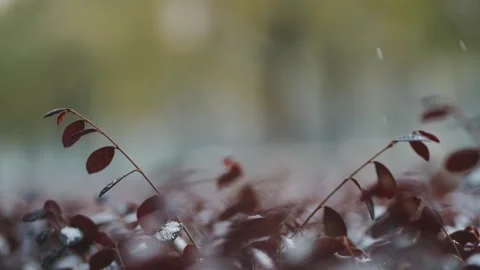 Gentle Snow Falling on Dark Red Foliage in a Quiet Winter Garden Setting Stock-Footage 342104789