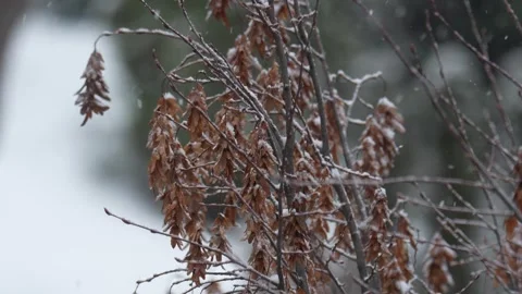 Gentle snow falling on dry leaves in winter forest Stock-Footage 330062389