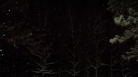 Gentle snow falling on trees in slow motion at night Stock Footage 306413790