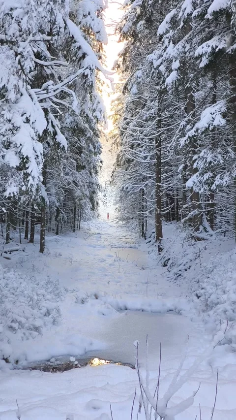 Gentle snowfall are going in winter snow-covered forest on sunset. Peaceful s Stock Footage 327974858