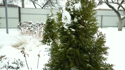 Gentle snowfall covers evergreen trees and dormant garden plants in a backyard Stock Footage 330761560