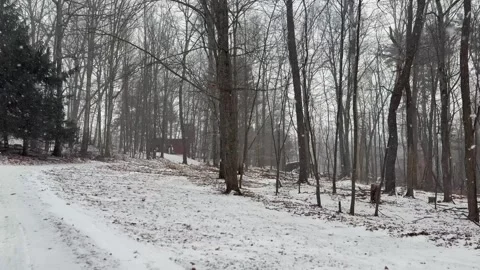 Gentle Snowfall Creating a Calm Winter Atmosphere Stock Footage 325529823