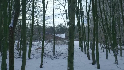 Gentle Snowfall In Forest Clearing, Calm Snowy Forest Scene Featuring Slender Stock Footage 327051307