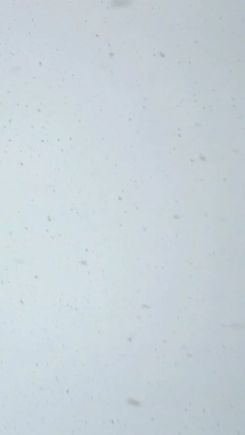 Gentle snowfall with white flakes drifting slowly against pale sky Stock Footage 310178816