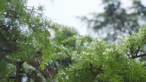 Gentle snowflakes falling on evergreen pine needles during a quiet winter day Stock Footage 341948363