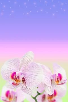Gentle spotted orchids on blurred gradient Stock Illustration