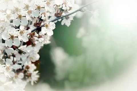 A gentle spring background with a place for text Stock Photos