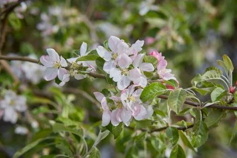Gentle spring background for a postcard with Apple blossoms in the garden. Stock Photos